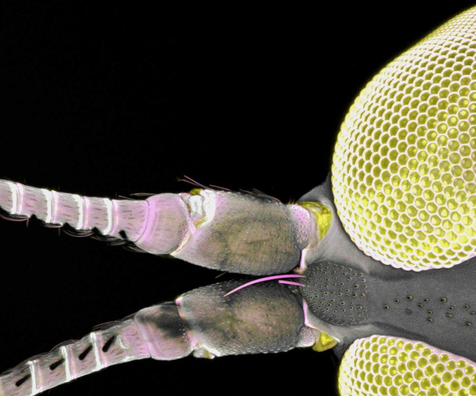 moth compound eyes caleb dawson science art