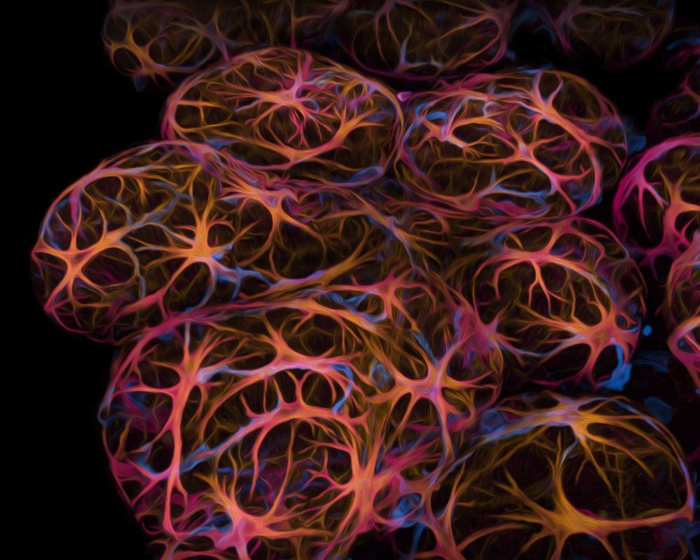 Immune cells (blue) patrolling breast alveoli during lactation. Staining the myoepithelial cells and the immune cells with different fluorescent dyes revealed their close interaction. Making the breast tissue transparent allows the microscope to see the cells clearly, creating these crisp images. We make breast tissue transparent with a mixture of sugars and glycerol called FUnGI.